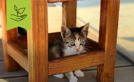 Φυσική εμφάνιση