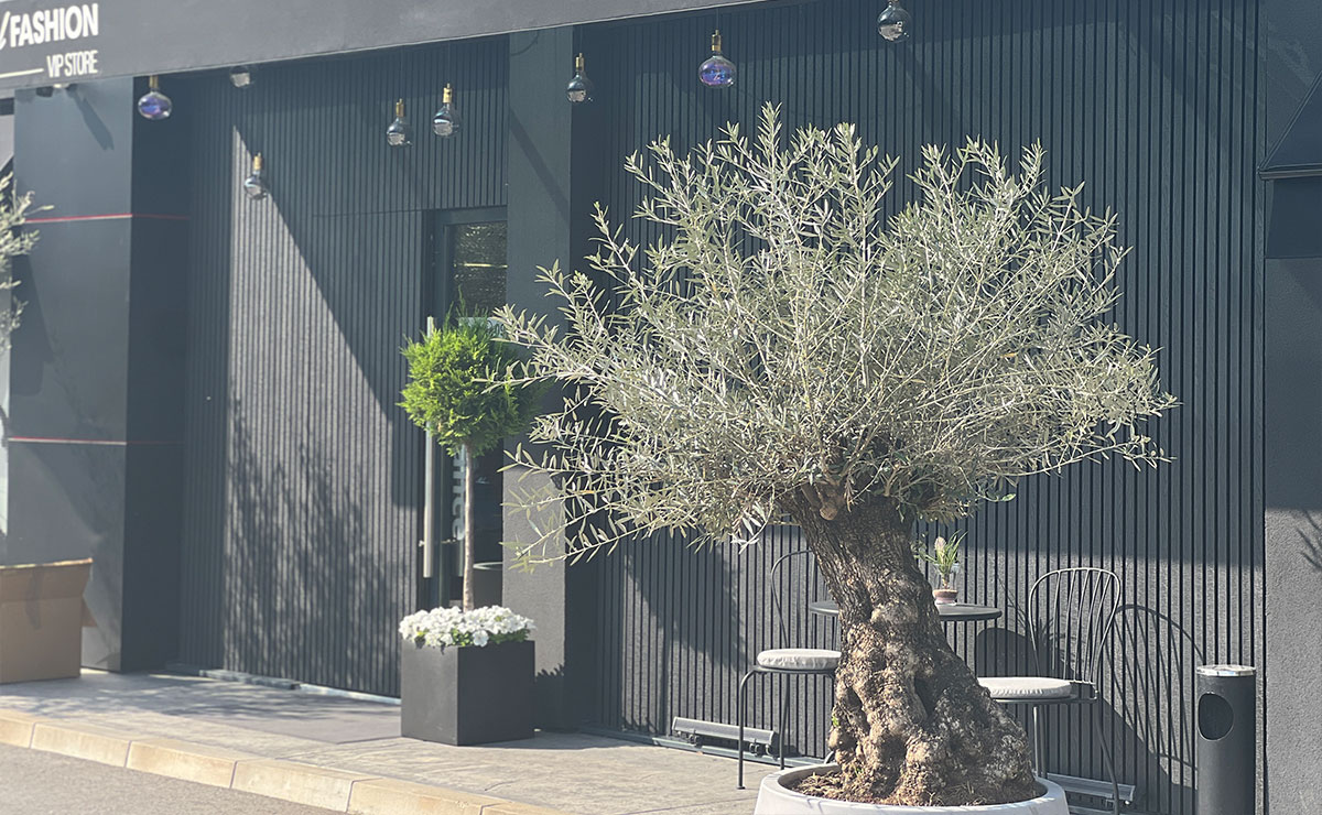 Εικόνα από τη συλλογή