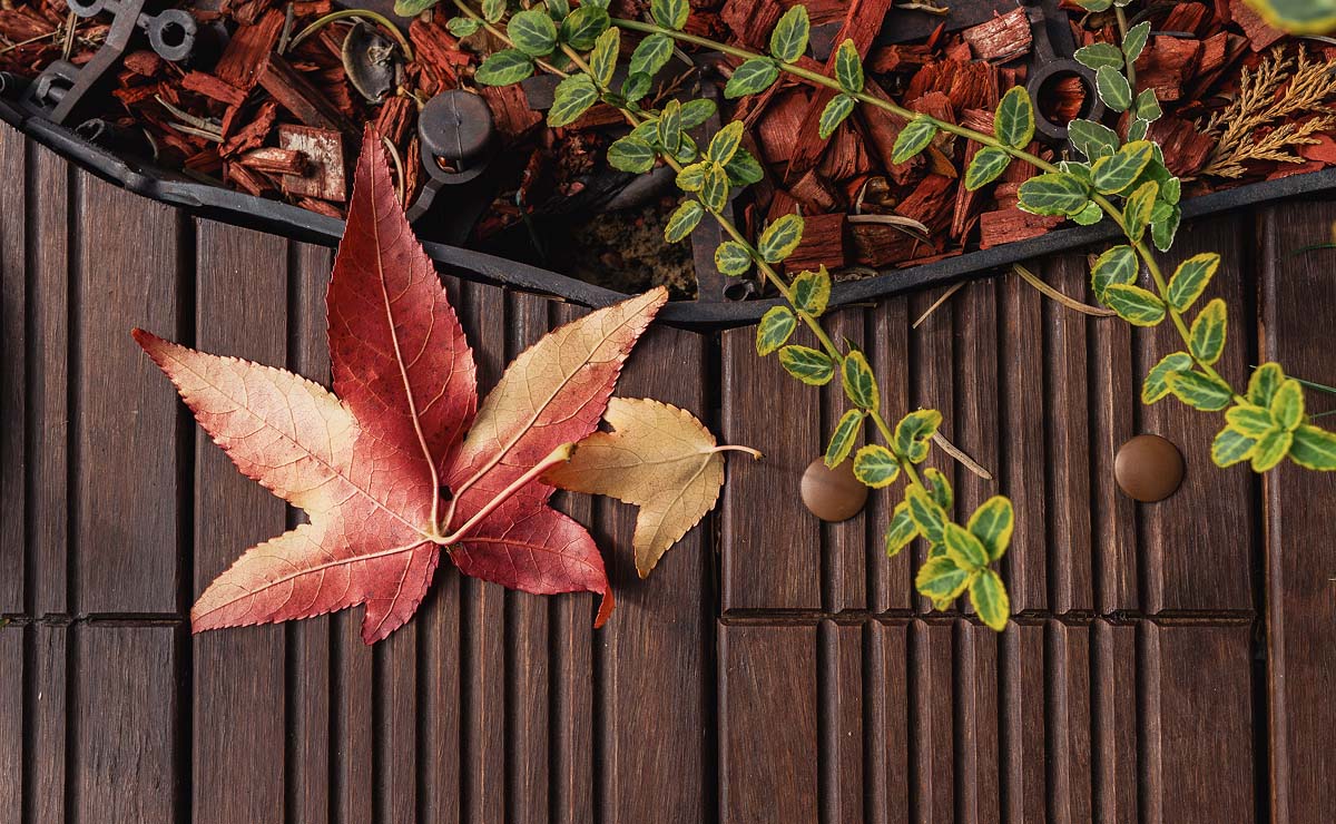 Εικόνα από τη συλλογή